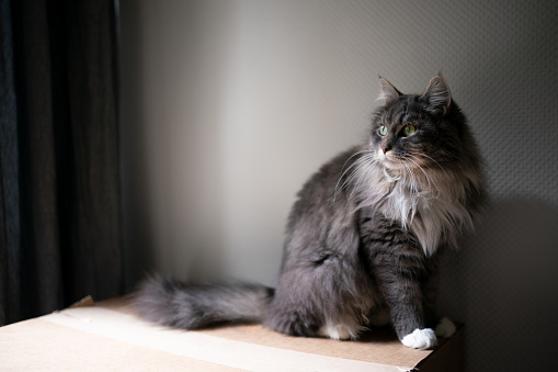fluffy gray longhair cat sitting on cardboard box looking away with copy space