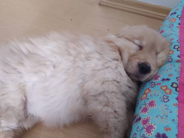 istock Golden Retriever puppy sleeping 1327961176
