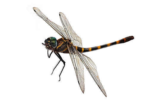 Dragonfly Isolated on White, close up of insect