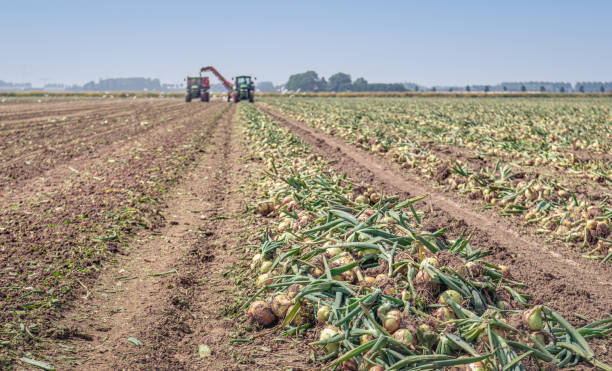 long converging rows with onions drying in the field - 4622 imagens e fotografias de stock
