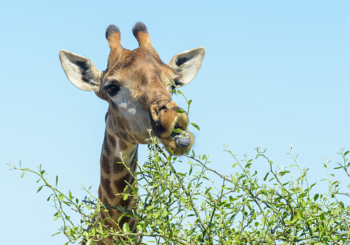 Giraffe (Giraffa camelopardalis) feeding on leafs with tongue, Kruger National Park, South Africa