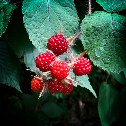 ripe wild raspberries