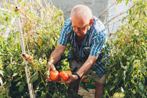 istock Older man in his personal garden harvesting tomatoes 1327965420
