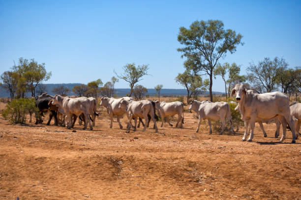 Droughtmaster cattle in outback Queensland, Australia stock photo