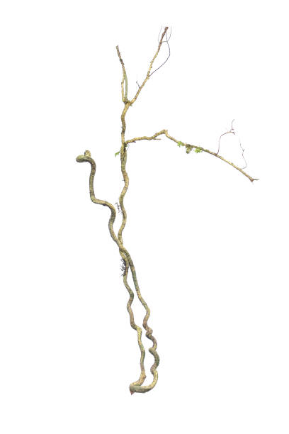 istock A big tree root overgrown with green moss, isolated on white background with clipping path included. Floral Desaign. HD Image and Large Resolution. can be used as wallpaper 1327966740