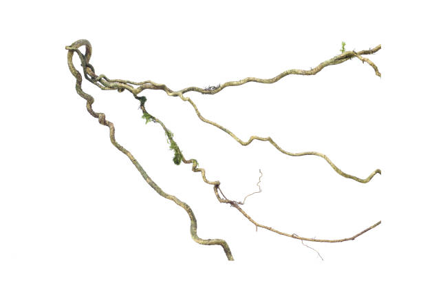 istock A big tree root overgrown with green moss, isolated on white background with clipping path included. Floral Desaign. HD Image and Large Resolution. can be used as wallpaper 1327966752