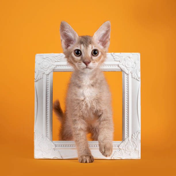 istock LaPerm cat on yellow background 1327966784