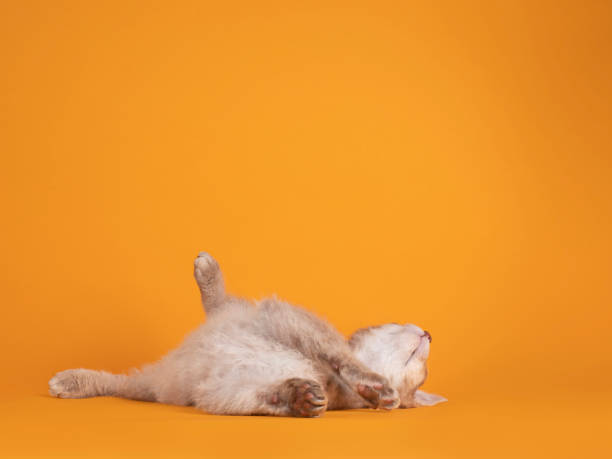 istock LaPerm cat on yellow background 1327966801