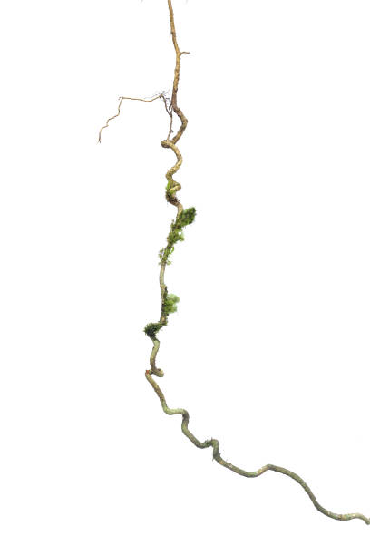 istock A big tree root overgrown with green moss, isolated on white background with clipping path included. Floral Desaign. HD Image and Large Resolution. can be used as wallpaper 1327966834