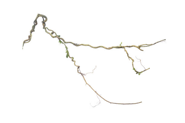 istock A big tree root overgrown with green moss, isolated on white background with clipping path included. Floral Desaign. HD Image and Large Resolution. can be used as wallpaper 1327966882
