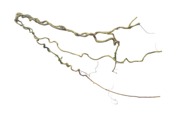 istock A big tree root overgrown with green moss, isolated on white background with clipping path included. Floral Desaign. HD Image and Large Resolution. can be used as wallpaper 1327967442