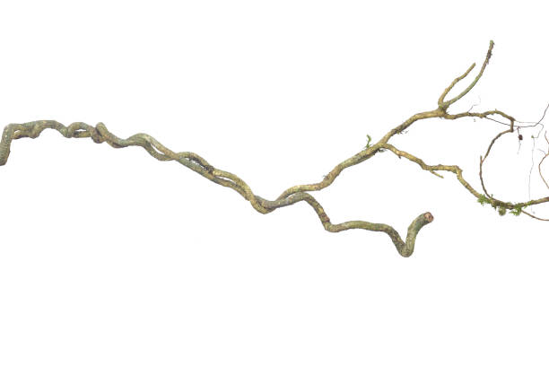 istock A big tree root overgrown with green moss, isolated on white background with clipping path included. Floral Desaign. HD Image and Large Resolution. can be used as wallpaper 1327967451