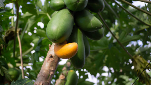 istock ripe papaya on the stem 1327970704