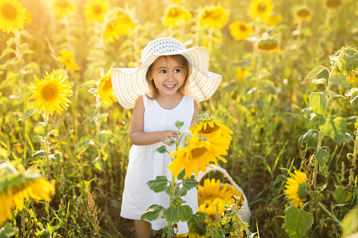 A funny little cute girl in a hat in a field of sunflowers holds a flower in her hands. The child laughs loudly looking away. A hot summer day