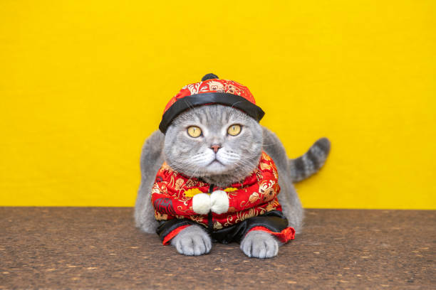 中国のドレスで英国のショートヘア猫