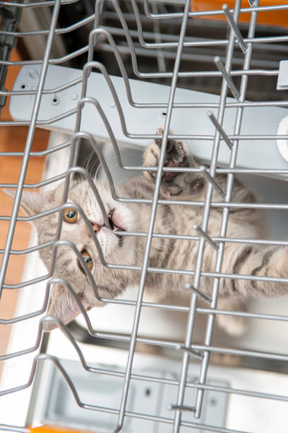 istock British shorthair kitten, playing in the dishwasher at kitchen 1327973207