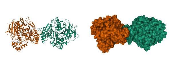 estructura de la acetilcolinesterasa humana - acetylcholine fotografías e imágenes de stock