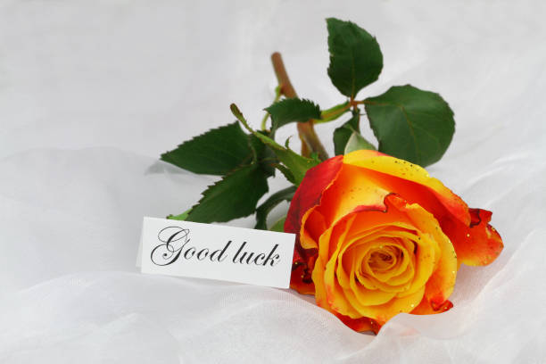 istock Good luck card with one orange rose covered with glitter on white textile 1327974300