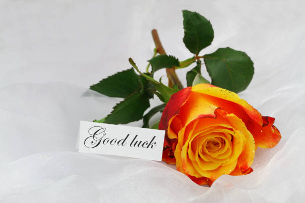 good luck card with one orange rose covered with glitter on white textile - note rose image saturated color imagens e fotografias de stock
