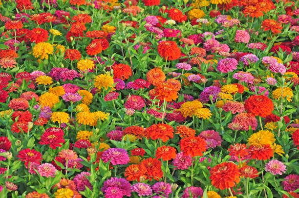 istock Garden with multicolored  flowers 1327974381