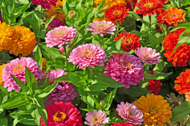 istock Garden with multicolored  flowers 1327974929