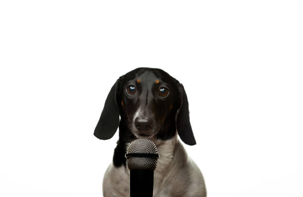 istock image of dog microphone white background 1327975017