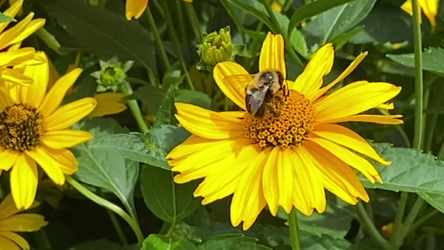 Bees Pollinating a field of False SunFlowers