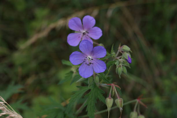 istock Delicate blue flowers of the meadow geranium 1327975636