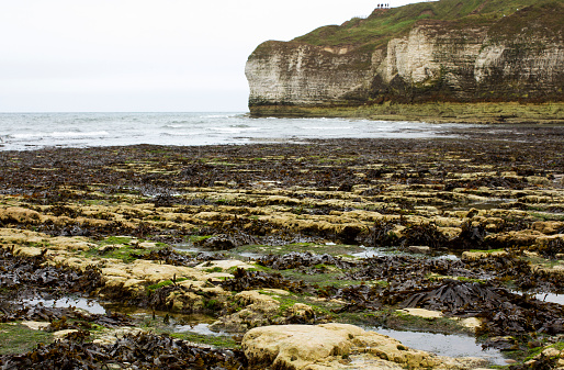 Colour photograph of seaweed on the chalk cliffs and beach of Flamborough Head, East Riding of Yorkshire in England. Flamborough Cliffs Nature Reserve is Home to one of the most important seabird colonies in Europe.