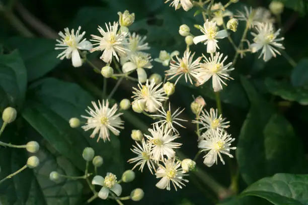Clematis vitalba, traveller's joy white flowers closeup selective focus