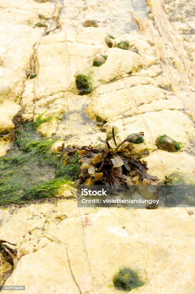 A low perspective of seaweed on a UK beach A low perspective of seaweed in Flamborough Head Beach UK Adventure Stock Photo