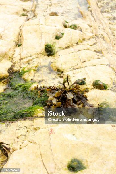 A Low Perspective Of Seaweed On A Uk Beach Stock Photo - Download Image Now - Adventure, Beach, Beach Holiday
