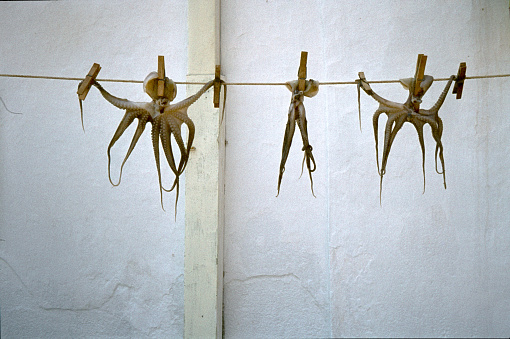 Cuttlefish hanging to dry on  a clothesline on Greek island of Samos