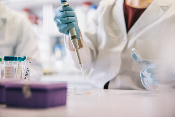 Scientists taking samples with pipette Close up of scientist hands, taking samples with pipette. genetically modified food stock pictures, royalty-free photos & images