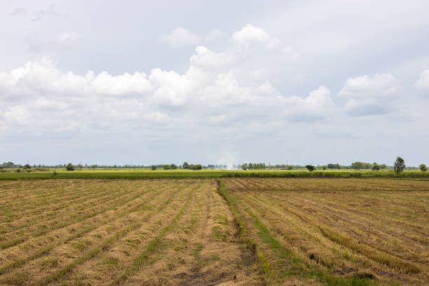 istock View of rice fields filled with straw after harvest. 1327979727