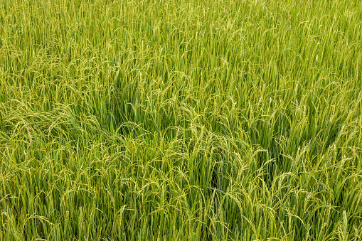 Paddy field in nature background