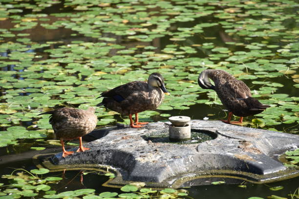 istock Wild ducks in Ilsan Lake Park, South Korea 1327980772