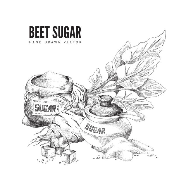 wektorowy projekt plakatu z cukrem buraczym, naturalnym słodzikiem spożywczym. - cukier burak stock illustrations