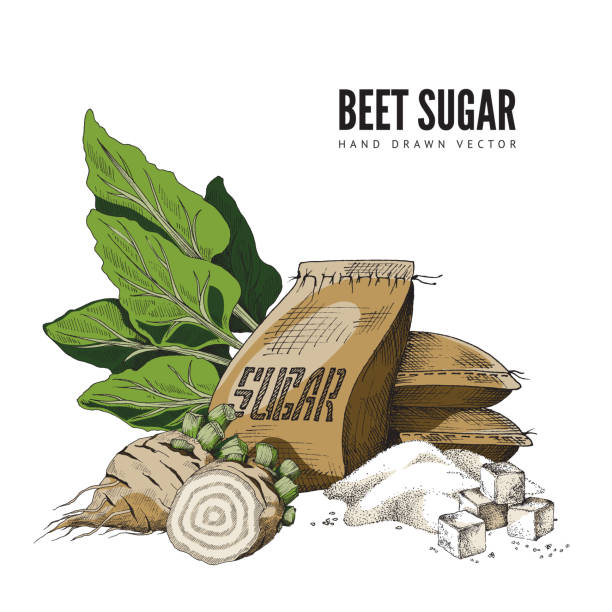 kolor ręcznie rysowane ilustracji wektorowej buraka cukrowego z workiem cukru i cukru grudkowego. - cukier burak stock illustrations