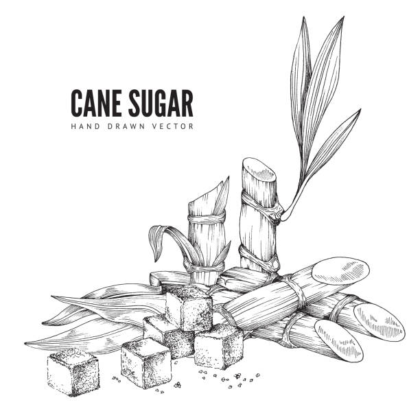 monochromatyczne tło cukru trzcinowego, grawerowanie ilustracji wektorowej izolowane. - cane sugar stock illustrations