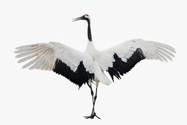 Red-crowned crane isolated on white with path. Red-crowned crane isolated on white with path. japanese crane stock pictures, royalty-free photos & images