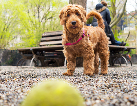 golden doodle playing fetch in public dog park.