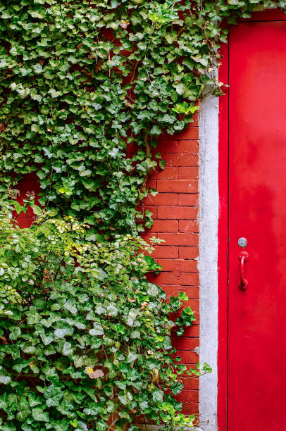 istock Red Door and Vines 1327983043