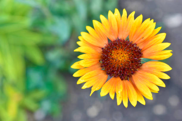 fiore giallo gaillardia su sfondo verde - gaillardia pulchella foto e immagini stock