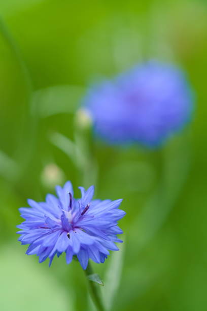 istock Closeup on a blue cornflower on a blurry background 1327983295