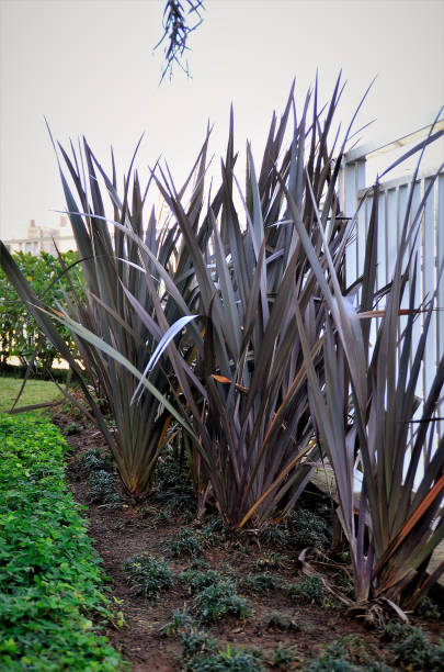 istock Phormium tenax rubrum crescendo no jardim 1327984066