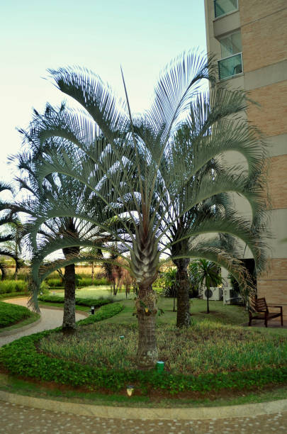 istock The palm trees Dypsis decaryi decorating garden 1327984093