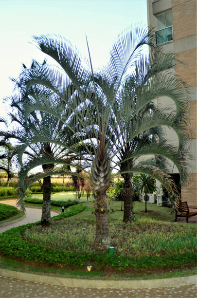 istock Palm trees Dypsis decaryi decorating garden 1327984136