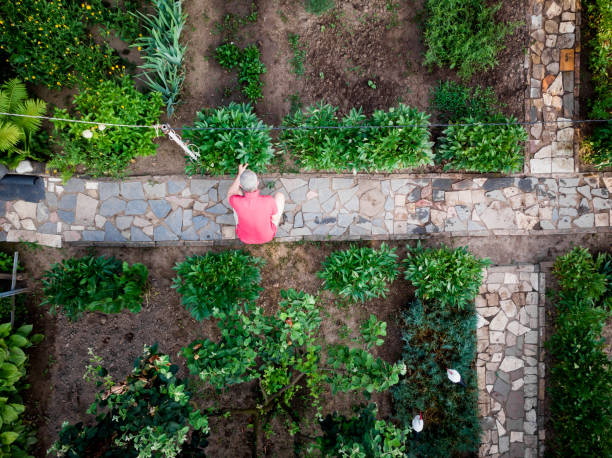 istock Aerial top down view of man working in vegetable garden 1327986647