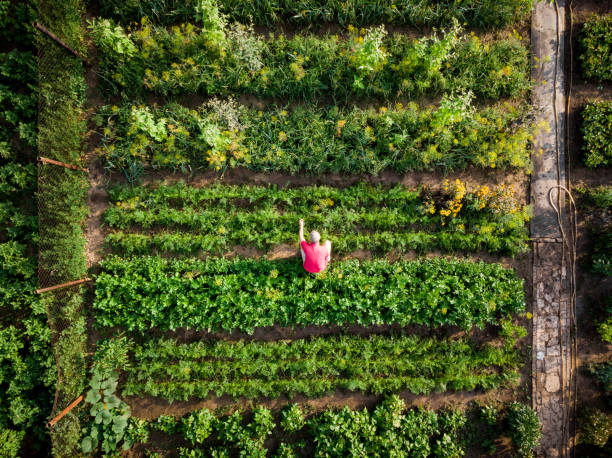 Aerial top down view of man working in vegetable garden Drone shot depicting a top down aerial view of one man working outdoors in a vegetable garden. He is wearing a red t shirt, providing a nice contrast with the lush green foliage. There are many different vegetable patches, creating abstract patterns and lines from above. patchwork landscape stock pictures, royalty-free photos & images